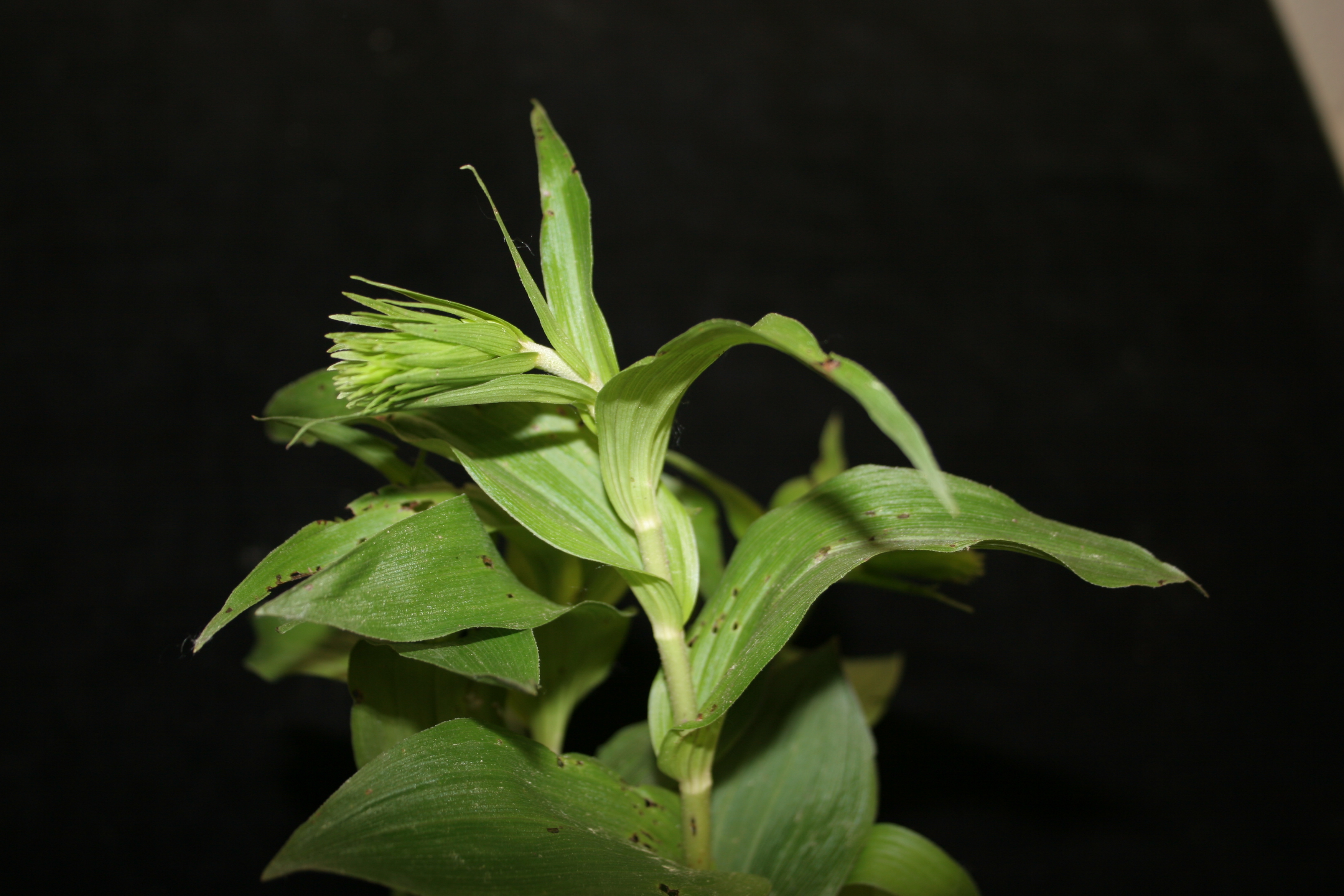 Broadleaf helleborine just before flowering.